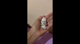 Hamster In Tiny Hat And Sweater