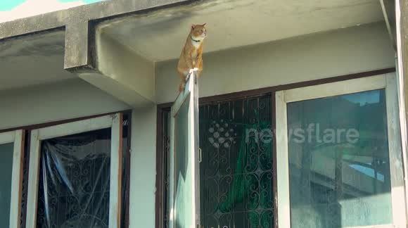 Gravity-Defying Cat Balancing on a Window High above the Traffic in Thailand