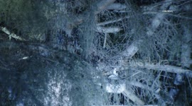 US, Los Angeles: Los Feliz Man In Tree Threatening Passerby