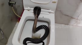Terrifying Find: Cobra Discovered in Bathroom of Two-Storey House in Ajmer