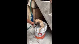 Pug Takes A Hose Bath In A Bucket