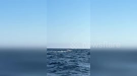 Giant Sperm Whales Delight Crowds Off Newport Beach