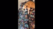temp