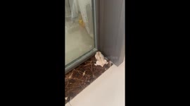 Unavailing Path Back To Nest