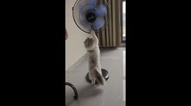 Agent Cat’s Chin-up