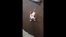 Curious, Gorgeous 7 week old jackapoo puppy learning to jump for the first time. Adorable little fluffball.