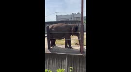 Morning Greeting Between Visitor and Elephant at Fukuyama City Zoo, Japan