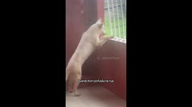 Caught My Dog Eavesdropping on the Street!