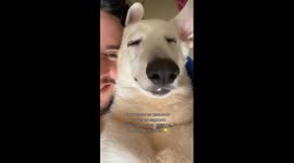 Adorable moment dog falls asleep in owner's lap on hammock