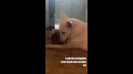 Unexpected Playtime: My Dog's Crazy Coconut Adventure!