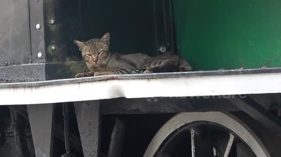 International Naps: A Swiss-made Vintage Locomotive Becomes a Cat's Bed in Thailand