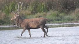 Spain: Peaceful Stag Strolling in Salburua Park, Vitoria-Gasteiz