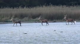 Spain: Stag and Young Males in Salburua Park