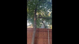 Owl Steals Lamb Chop Stuffie From Dogs