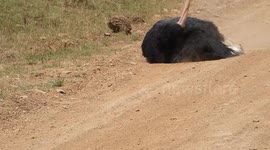 Roadside Spa Day: Male Ostrich Dust Bathing in Maasai Mara