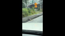 Two-headed snake spotted near Kao Khad View Tower in Phuket, Thailand