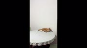 temp