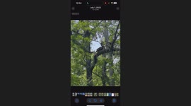 A Turkey flew up in the tree while we were on a boat fishing on Lynches River July 1, 2023