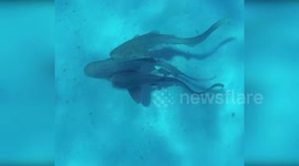 New Caledonia: Sex Tape: Leopard Shark Threesome Makes Scientific History