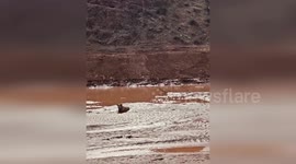 US: Senior Pup Saved From Sticky Mud Pit Adventure