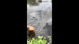 My husband getting bit by a turtle at Durban botanical gardens