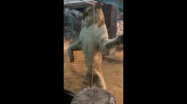 Tiger slowly stalks and lunges at unsuspecting zoo visitor in Thailand