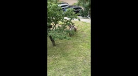 Poland: Wild Boar Family Grazing in Central Gdynia