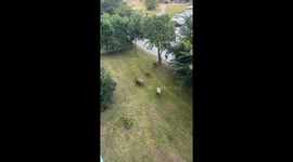 Wild Boar Family Grazing in Central Gdynia