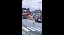 Dog Has Close Call With Moving Ambulance