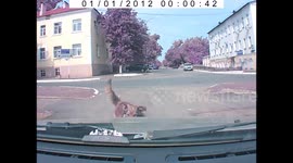 Psychic Dog Warns Driver