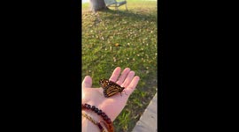 A monarch butterfly flew over looking for a place to rest. This is me bringing her to a tree