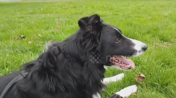 Sheep Dog Joey is getting big and is learning to sit and lie down and training technics