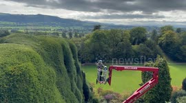 World's toughest gardening job? 300-year-old hedges trimmed using cherry picker