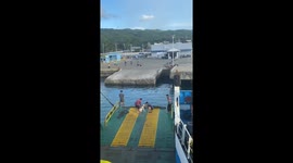 Pet dog excitedly runs from ferry to dock to greet friends