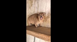 Cute animal squeals loudly in Laos