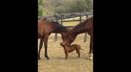 Cute interaction between dog and horses in São Paulo, Brazil