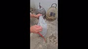 temp