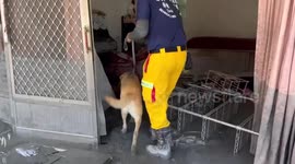 Rescue dog searches for Typhoon Ragasa victims in Taiwan