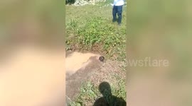 Rescue team saves calf trapped in 20ft deep well