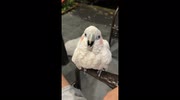 temp