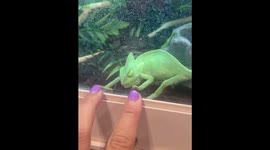 Playful chameleon follows finger taps in Rohnert Park, California, USA