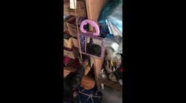 Confused pet dog barks at his own reflection