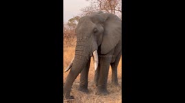 Close-up footage of a wild elephant eating hay in Kruger National Park, filmed in the early morning. Vertical format, suitable for social media.