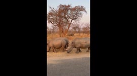 Four rhinos in Kruger National Park at sunrise, filmed in vertical format with a close-up view of their skin texture.
