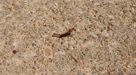 Two Ants Work Together to Move a Huge Food Haul