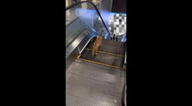 Cat-walk on Escalator