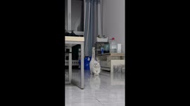 Cat Catwalk