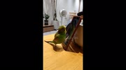 temp