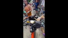 Pinschers in the Bike Basket Eating Barbecue