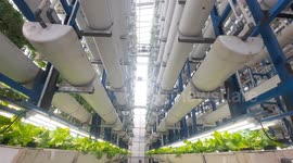 Indonesia: Jakarta’s vertical farm brings fresh produce to the city year-round